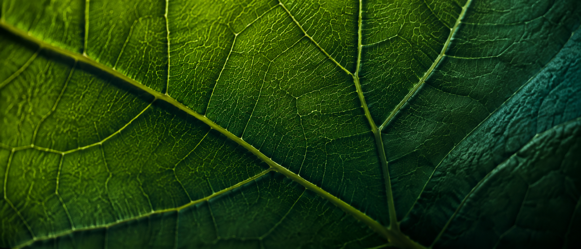 Detailed structure and veins of a green leaf